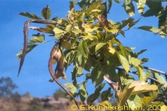 Stereospermum suaveolens